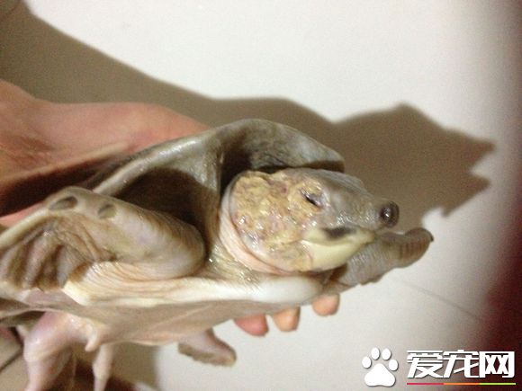 豬鼻龜喜歡吃什麼 以植物性食物為主的雜食龜