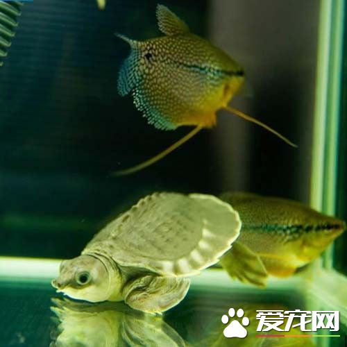 豬鼻龜一天喂幾次 豬鼻龜基本2天喂一次