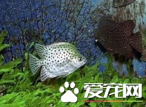 銀鼓魚能長多大 銀鼓魚的體長20至40厘米