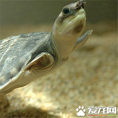 豬鼻龜的習性 豬鼻龜食性十分駁雜但偏肉食性