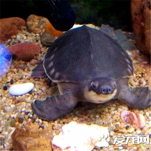 豬鼻龜可以放鹽嗎 豬鼻龜應該可以放鹽養