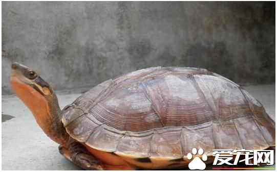 金錢龜蛋怎麼孵化 金錢龜孵化需要控制好溫度