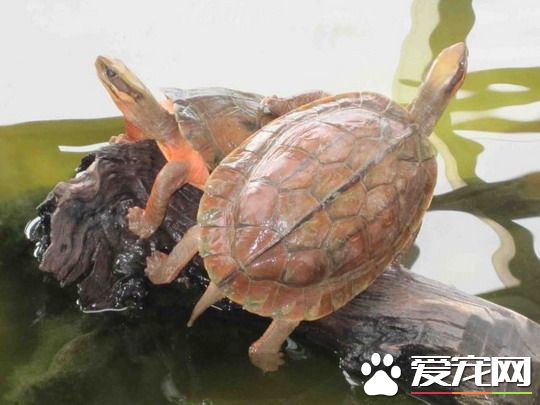 家裡養金錢龜好嗎 金錢龜飼料選擇及投喂