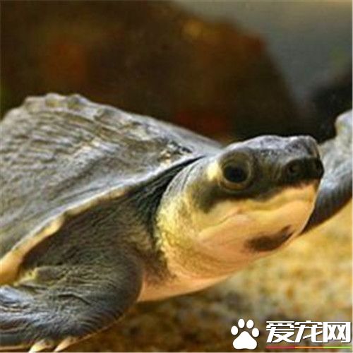豬鼻龜水質要求 水質的好壞是至關重要的