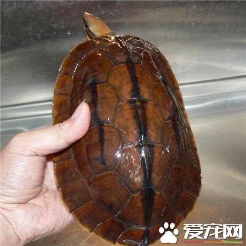 金線龜和金錢龜的區別 外觀上有明顯的區別