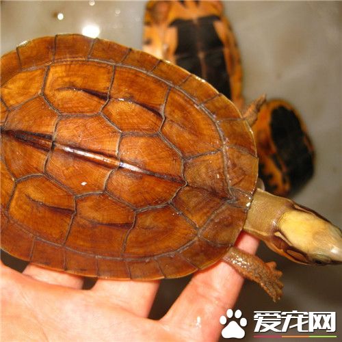 金錢龜能長多大 雄性龜個體重達700到1000克左右