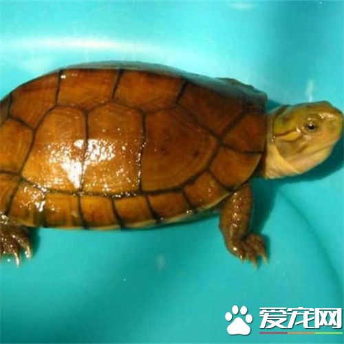 南石金錢龜怎麼養 南石金錢龜日常飼養管理