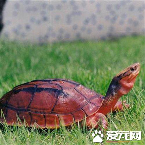 金錢龜的藥用價值 金錢龜的藥理有抗癌的作用