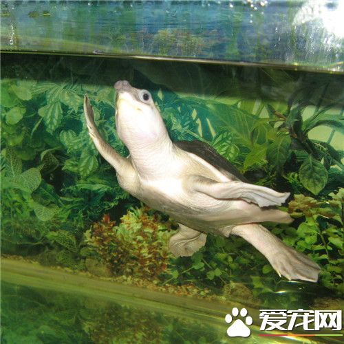 豬鼻龜是風水魚嗎 豬鼻龜是一種淡水龜