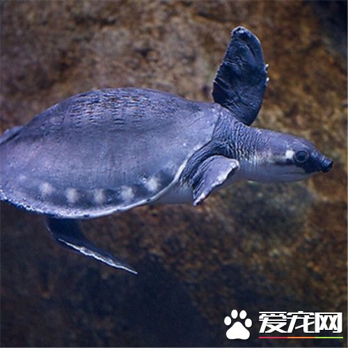 豬鼻龜喜歡什麼水質 必須配備水過濾裝置
