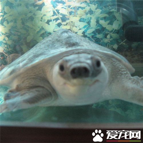 豬鼻龜能吃嗎 豬鼻龜的喂養需要哪些食物呢