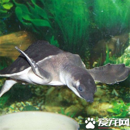 豬鼻龜養幾只好 豬鼻龜飼養需要注意事項