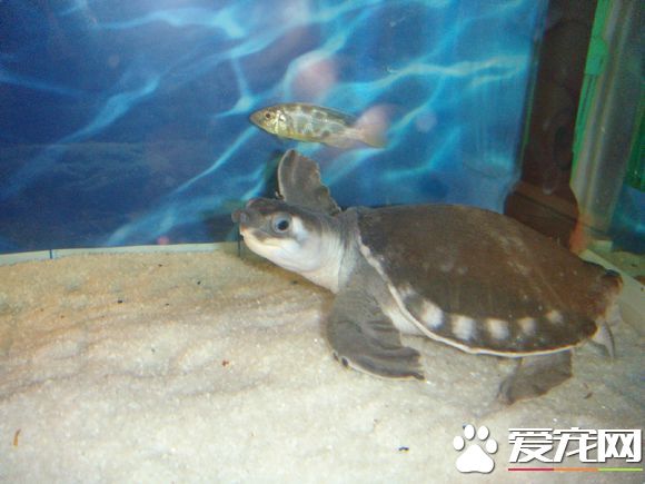 豬鼻龜吃什麼飼料好 豬鼻龜以植物性食物為主