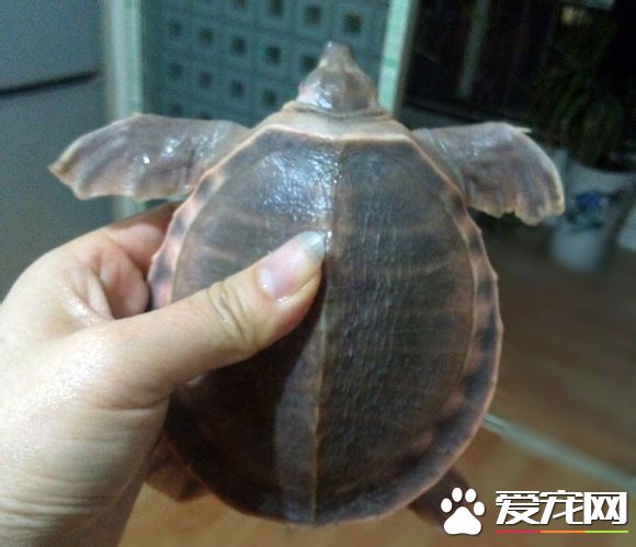 豬鼻龜吃魚屎嗎 會吃魚屎含有大量的養分