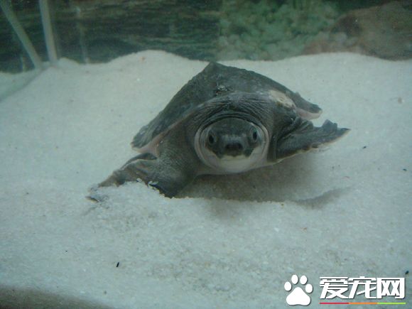 豬鼻龜混養 不宜將其它龜種與豬鼻龜混養