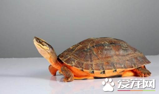 金錢龜養殖時間 一般壽命是在30年左右