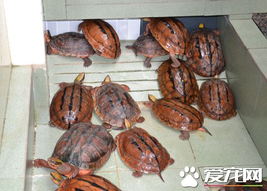 養金錢龜要注意什麼 金錢龜養殖池的准備