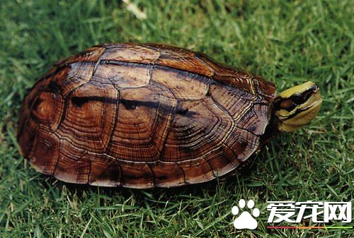 金錢龜的飼養管理 金錢龜稚龜的早期飼養