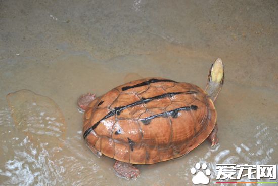 野生金錢龜的習性 金錢龜活動期在什麼時候