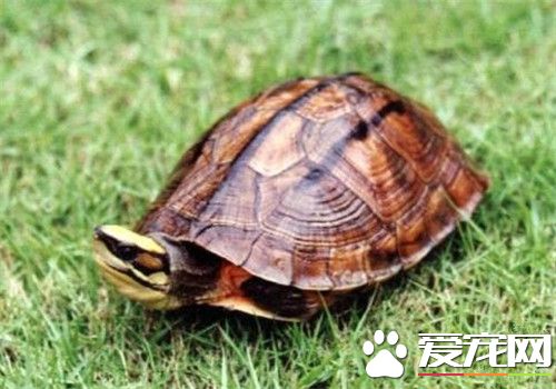 金錢龜幾年才下蛋 雄龜3到4年可用於配種產卵