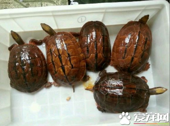 最大的金錢龜有多大 雄性龜個體重達700到1000克