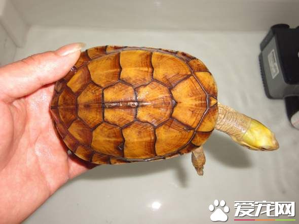 養金錢龜放多少水 幼龜水一般沒背就可以了