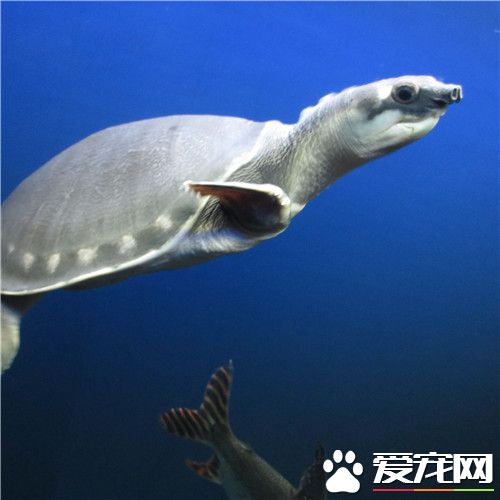 豬鼻龜用什麼呼吸 家養的豬鼻龜的食性