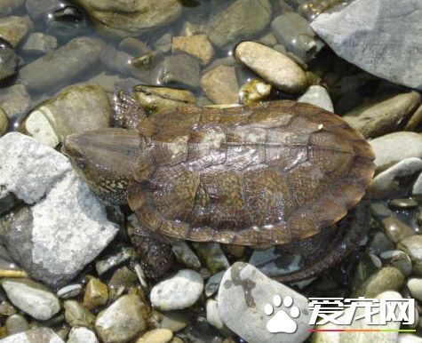 如何捕捉鷹嘴龜 水下徒手捕捉鷹嘴龜注意地方
