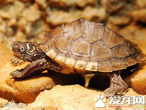 地圖龜的飼養方法 地圖龜的生活習慣和特征