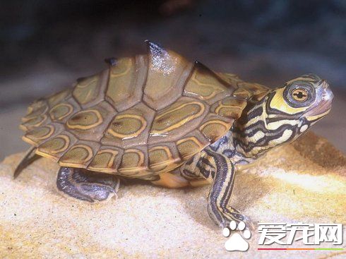 地圖龜凶嗎 地圖龜飼養需要注意的事項