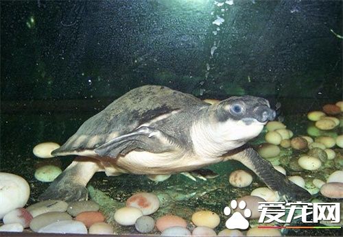 豬鼻龜用什麼底砂 飼養環境以及如何繁殖