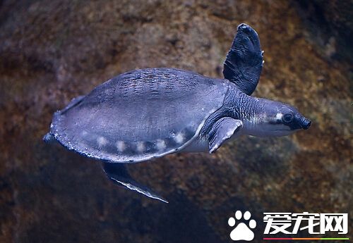 豬鼻龜怎麼換水 飼養豬鼻龜對水質的管理