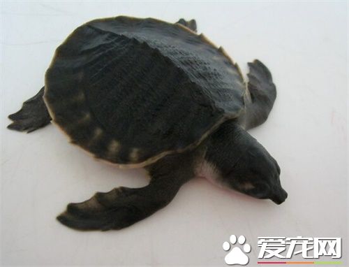 豬鼻龜吃什麼菜 豬鼻龜生存環境及混養問題