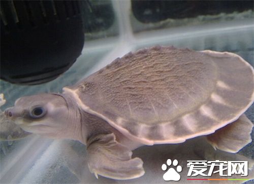 豬鼻龜幾天換水 飼養豬鼻龜對水質的要求