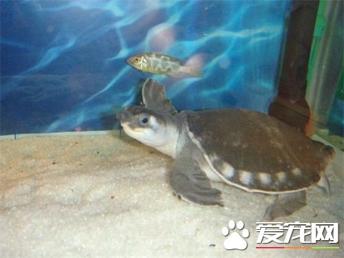 豬鼻龜吃面包蟲嗎 新手養豬鼻龜注意事項