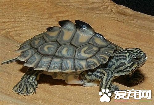 地圖龜混養 兩種以上烏龜混養應注意什麼