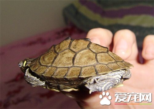 地圖龜屬於什麼龜 地圖龜的分布及生活習性