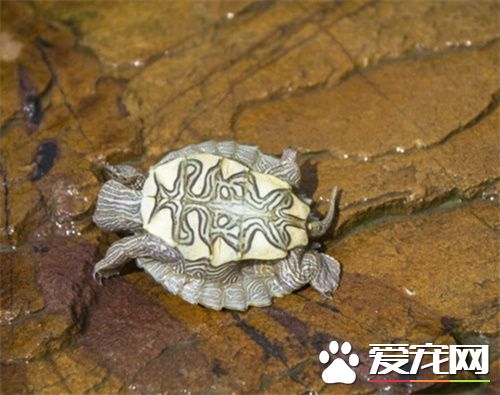 地圖龜是水龜嗎 地圖龜名字的由來是怎樣的