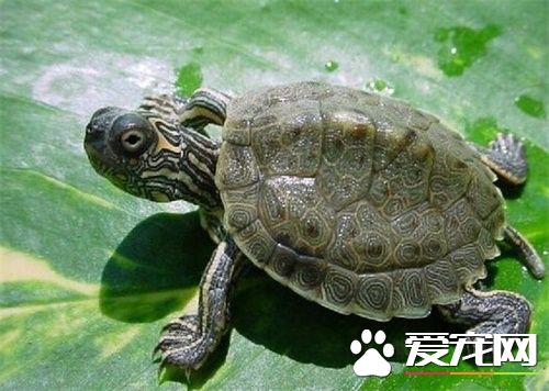 地圖龜養殖 需要什麼樣的環境以及水質