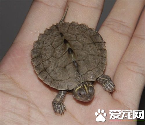 地圖龜吃多少 地圖龜一般的飼養管理方法
