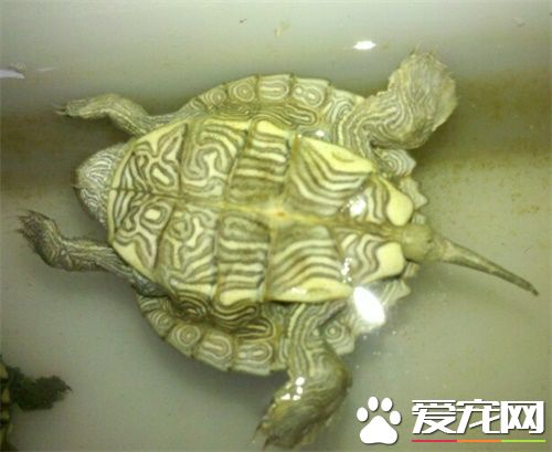 地圖龜冬天怎麼養 給地圖龜吃什麼食物呢