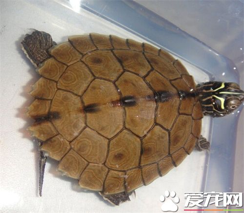地圖龜不吃食 找到原因以及治療方法