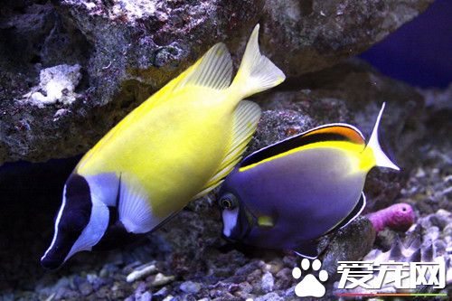 家庭養什麼熱帶魚好 告訴你熱帶魚什麼最好養