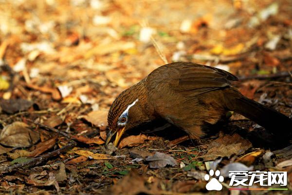 畫眉鳥被稱為什麼 棲息環境以及生活習性
