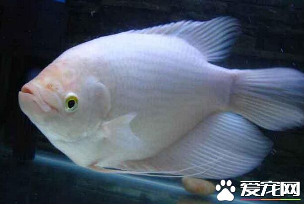 招財魚認人嗎 看見是主人就會張大嘴巴
