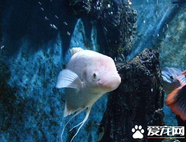 招財魚喜歡什麼水 招財魚對水質很敏感