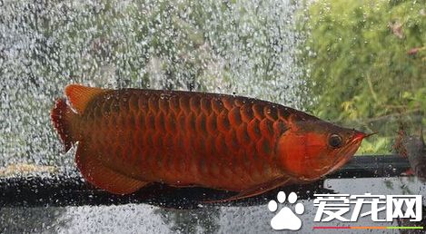 龍魚吃泥鳅嗎 教大家泥鳅的處理方法