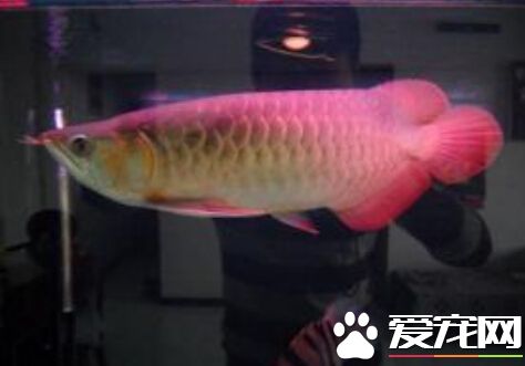 龍魚幾天喂一次 每次最好喂成七分飽