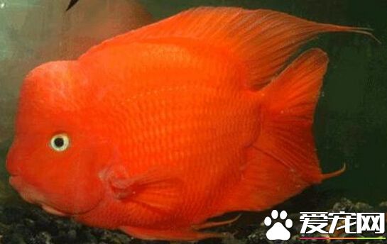 財神魚打架怎麼辦 它的混養對象很重要