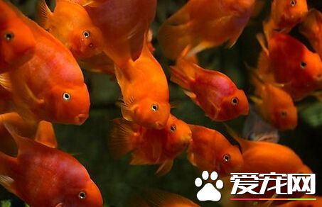 財神魚什麼時候起頭 和飼養有很大關系